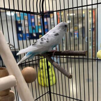 Celious (ID 51728) -  Parakeet Bird for Adoption in Manassas, Virginia - Celious (ID 51728) | PetCurious