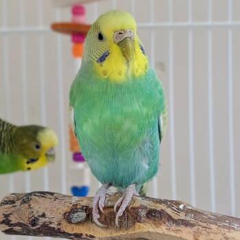 Lilo -  Parakeet Bird Available for Adoption in Kanab, Utah - Lilo | PetCurious