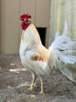 Beany -  Chicken Bird for Adoption in Ravenna, Ohio - Beany | PetCurious