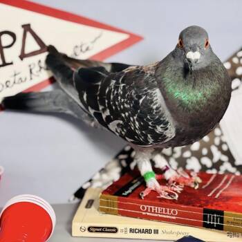 Mola Mola -  Pigeon Bird for Adoption in Chicago, Illinois - Mola Mola | PetCurious