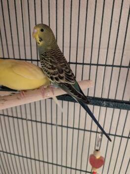 Budgie Budgerigar Birds Available for Adoption in Fairfax, Virginia - Nymph | PetCurious