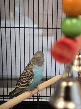 Budgie Budgerigar Birds Available for Adoption - Betty Bird | PetCurious