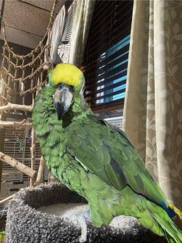 Amazon Birds Available for Adoption in Pittsburgh, Pennsylvania - Emris | PetCurious