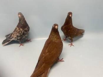 Harold -  Pigeon Bird for Adoption in Golden Valley, Minnesota - Harold | PetCurious