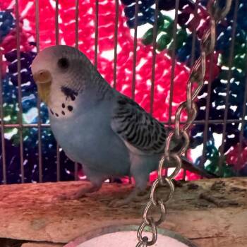 Parakeet Birds Available for Adoption in Clearwater, Florida - Rio | PetCurious