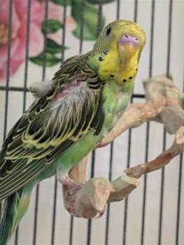 Pois chiche -  Parakeet Bird for Adoption in Montreal, Quebec - Pois Chiche | PetCurious