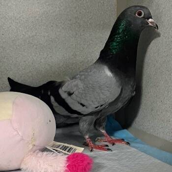 Pigeon Birds Available for Adoption in Chicago, Illinois - Poetess | PetCurious