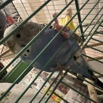 Parakeet Birds Available for Adoption in South Elgin, Illinois - Pee-wee | PetCurious