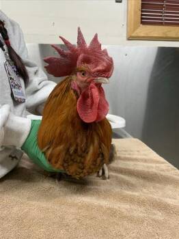 Chicken Birds Available for Adoption in Fairbanks, Alaska - MANSON | PetCurious