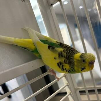Parakeet Birds Available for Adoption - Bunny (ID 50838/1004) | PetCurious