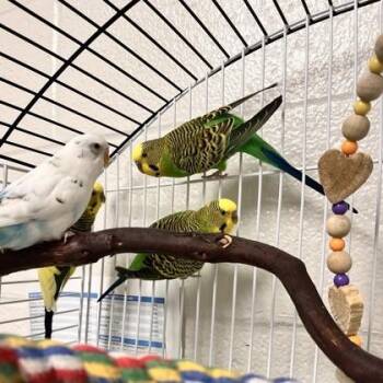 Parakeet #13 -  Parakeet Bird for Adoption in Wheaton, Illinois - Parakeet #13 | PetCurious