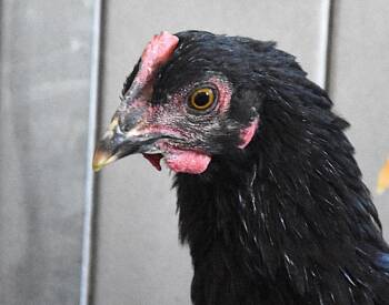 LENNY -  Chicken Bird for Adoption in Loveland, Colorado - LENNY | PetCurious