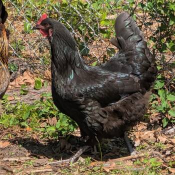 Chicken Birds Available for Adoption in Newport, North Carolina - Nyx | PetCurious