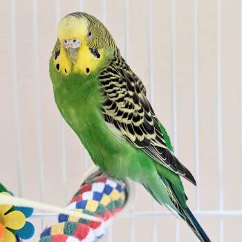 Holly -  Parakeet Bird Available for Adoption in Kanab, Utah - Holly | PetCurious