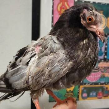 Bart (local Midwest adoption only) -  Pigeon Bird for Adoption in Chicago, Illinois - Bart (local Midwest Adoption Only) | PetCurious