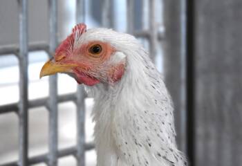 TODD -  Chicken Bird for Adoption in Loveland, Colorado - TODD | PetCurious