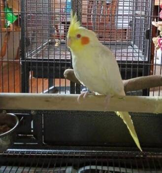 Cockatiel Birds Available for Adoption in Pittsburgh, Pennsylvania - Logan (all White) | PetCurious