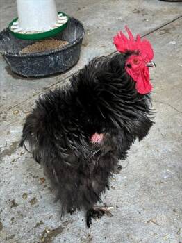 Chicken Birds Available for Adoption in Union, Missouri - TAGALONG | PetCurious