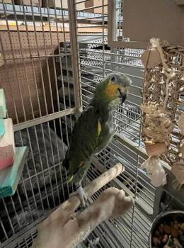 Amazon Birds Available for Adoption in Pittsburgh, Pennsylvania - Heckle | PetCurious
