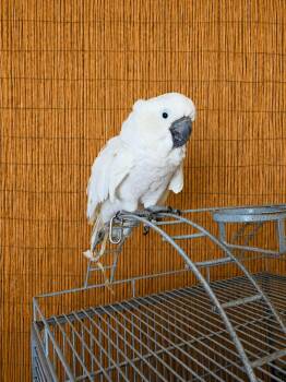 Boo Boo- The 27 YO M Umbrella Cockatoo -  Cockatoo Bird for Adoption in Vancouver, Washington - Boo Boo- The 27 YO M Umbrella Cockatoo | PetCurious