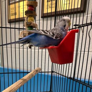 Luna (ID 51726) -  Parakeet Bird for Adoption in Manassas, Virginia - Luna (ID 51726) | PetCurious