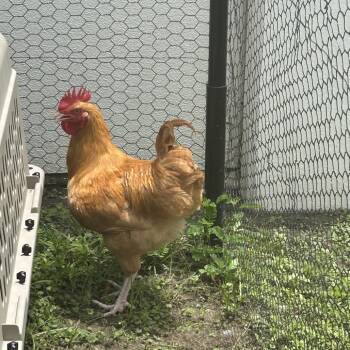 Blaziken -  Chicken Bird for Adoption in League City, Texas - Blaziken | PetCurious