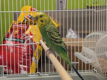 Parakeet Birds Available for Adoption in Kent, Washington - SMITHERS | PetCurious