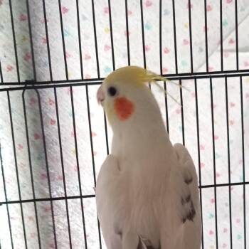 Lalo -  Cockatiel Bird for Adoption in Modesto, California - Lalo | PetCurious