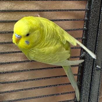 Parakeet Birds Available for Adoption in Dayton, Ohio - Goose | PetCurious
