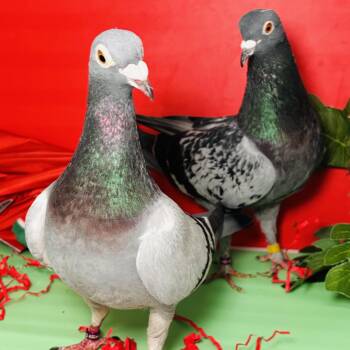 Planchette & Bodine (married couple) -  Pigeon Bird for Adoption in Chicago, Illinois - Planchette & Bodine (married Couple) | PetCurious