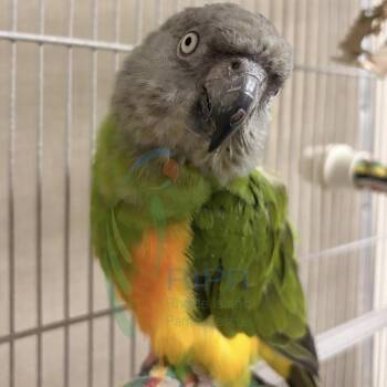 Jasper -  Poicephalus Senegal Bird Available for Adoption in West Warwick, Rhode Island - Jasper | PetCurious