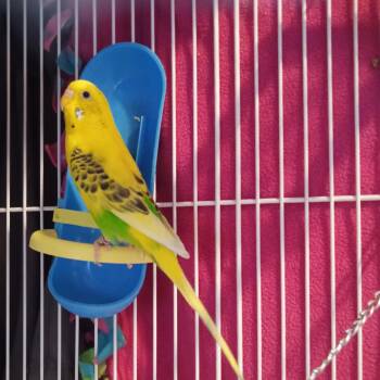 Twink -  Budgie Budgerigar Bird for Adoption in Modesto, California - Twink | PetCurious