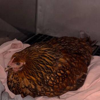 Henrietta -  Chicken Bird for Adoption in Philadelphia, Pennsylvania - Henrietta | PetCurious