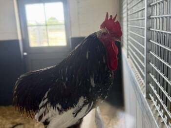 Chicken Birds Available for Adoption in Loveland, Colorado - RUSSELL | PetCurious
