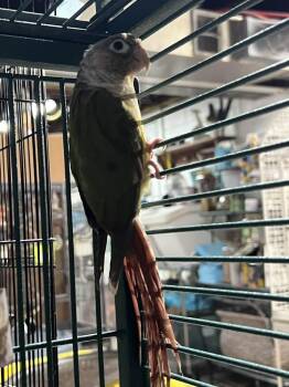 Conure Birds Available for Adoption in Pittsburgh, Pennsylvania - Robin | PetCurious