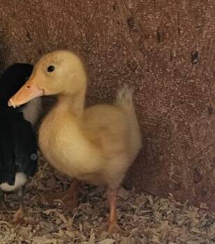 Duck Birds Available for Adoption in Eagle Mountain, Utah - Sawyer / Shiloh | PetCurious