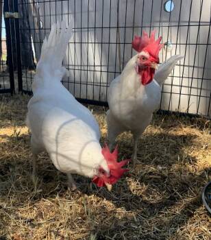 Thelma / Louise -  Chicken Bird for Adoption in Eagle Mountain, Utah - Thelma / Louise | PetCurious