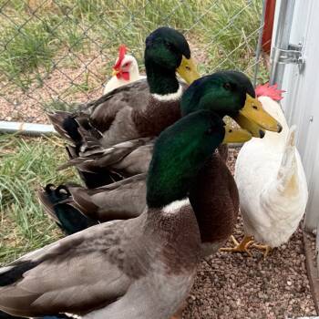 Quacker Jack -  Duck Bird for Adoption in Cheyenne, Wyoming - Quacker Jack | PetCurious