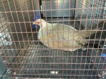 Chicken Birds Available for Adoption in Ontario, California - SUNFLOWER | PetCurious