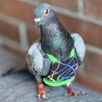 Tano -  Pigeon Bird for Adoption in Chicago, Illinois - Tano | PetCurious