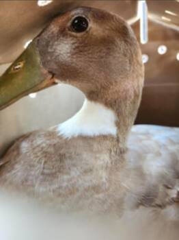 1-11 -  Duck Bird for Adoption in San Antonio, Texas - 1-11 | PetCurious