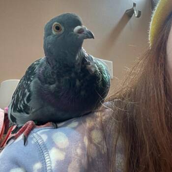 Pigeon Birds Available for Adoption - Salsa | PetCurious