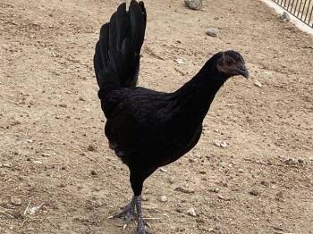 HENNIFER -  Chicken Bird for Adoption in Tustin, California - HENNIFER | PetCurious