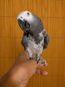 Georgie - George - The African Grey Needs a Good Home -  African Grey Bird for Adoption in Vancouver, Washington - Georgie - George - The African Grey Needs A Good Home | PetCurious