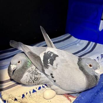 Guava Mint & Freyja (married couple) -  Pigeon Bird for Adoption in Chicago, Illinois - Guava Mint & Freyja (married Couple) | PetCurious