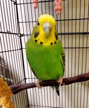 Budgie Budgerigar Birds Available for Adoption in Fairfax, Virginia - Ada | PetCurious