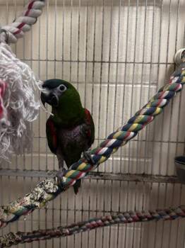 Jo Jo -  Macaw Bird for Adoption in Stratham, New Hampshire - Jo Jo | PetCurious