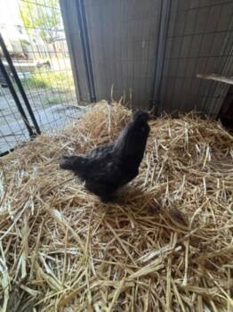 DINGO* -  Chicken Bird for Adoption in Santa Cruz, California - DINGO* | PetCurious