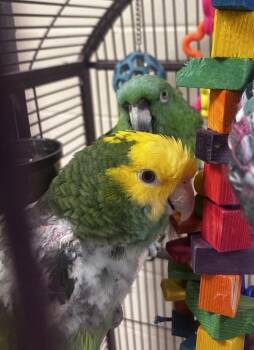 Bella - Companion To Tuni -  Amazon Bird for Adoption in Stratham, New Hampshire - Bella - Companion To Tuni | PetCurious