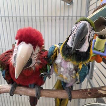 Macaw Birds Available for Adoption in Kanab, Utah - Jeremy | PetCurious